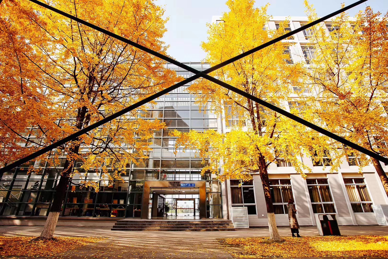 【图集】大美川大之银杏季-四川大学 Sichuan University