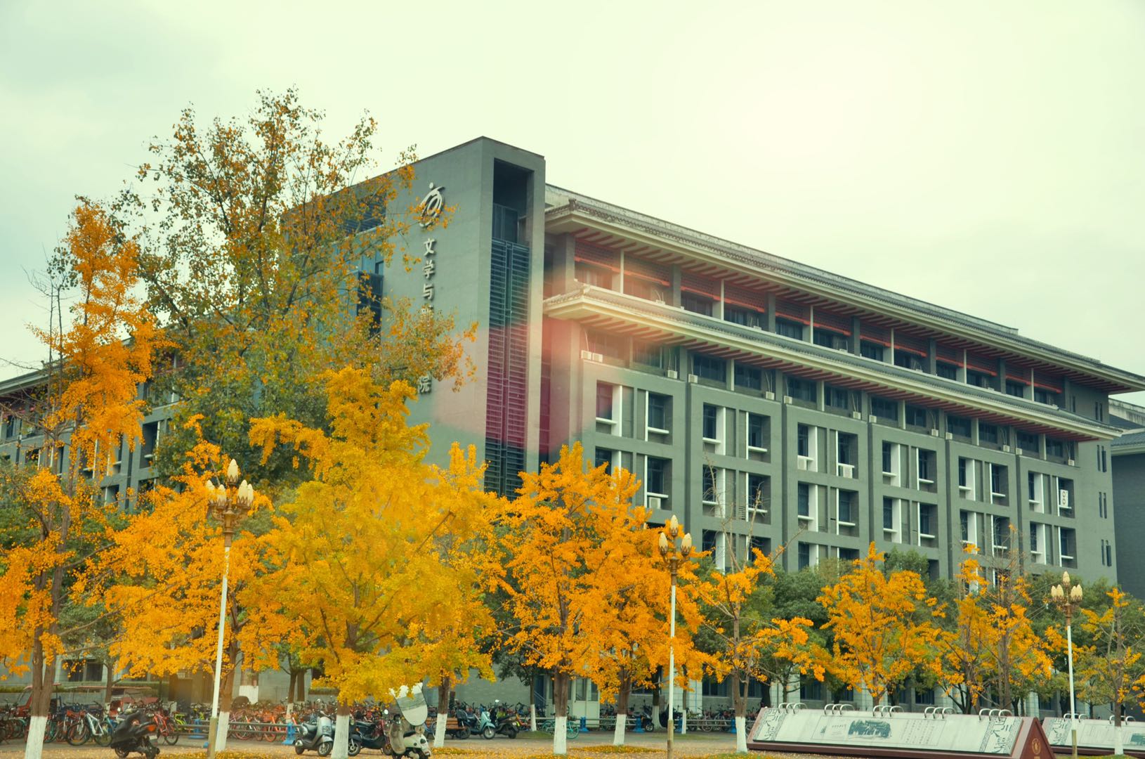 【图集】大美川大之银杏季-四川大学 Sichuan University