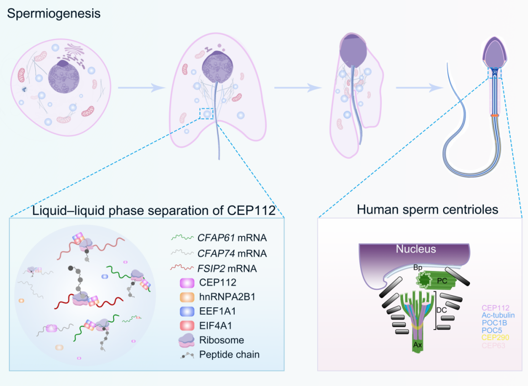 华西二院许文明团队联合中信湘雅生殖与遗传专科医院谭跃球团队联合揭示中心体蛋白在男性不育发生过程中的新机制